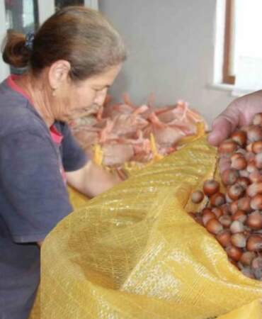 Ürünleri topladılar, evlere depoladılar! Don vurunca bekletmeye karar verdiler: Beklentileri 500 lira