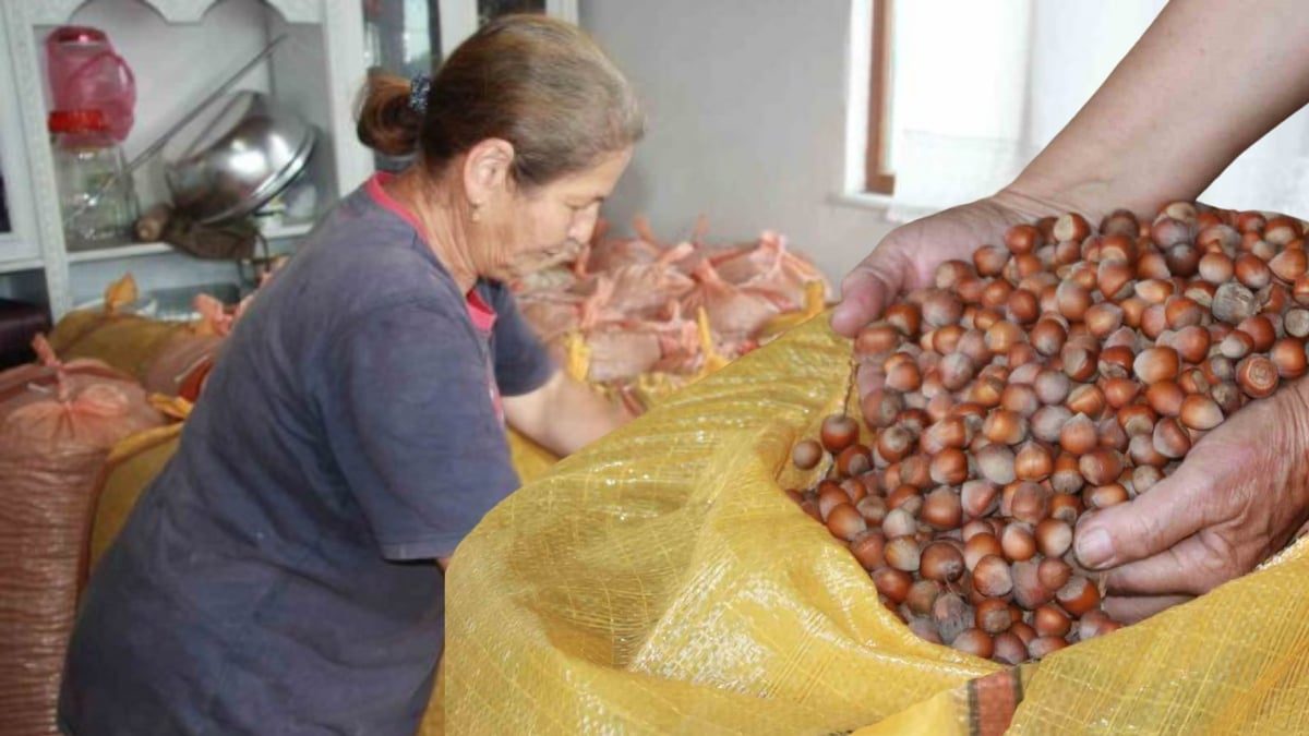 Ürünleri topladılar, evlere depoladılar! Don vurunca bekletmeye karar verdiler: Beklentileri 500 lira