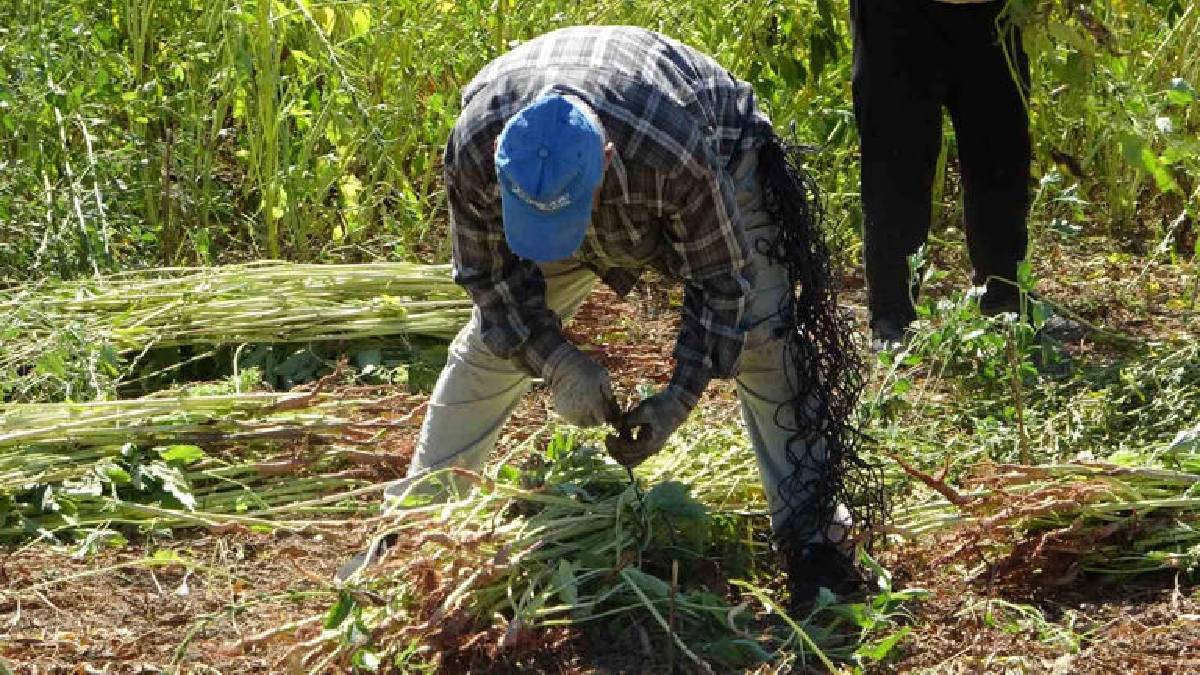 ‘Altın’ olarak anılıyor, 4.000 ton rekolte bekleniyor! Umutlu hasat başladı: Kilosu 140 TL ediyor