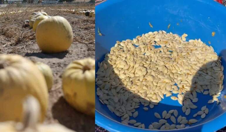 Coğrafi işaretli üründe hasat zamanı! Türkiye’nin üretim lideri Nevşehir’de kabak çekirdeği hasadı başladı