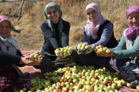 6 bin fidanla başlanıldı, 15 yılda 60 bine çıktı! Manisa’da kadınların emek mesaisi: Hasat onların elinden geçiyor