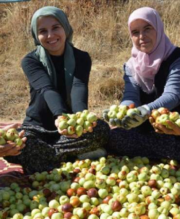 6 bin fidanla başlanıldı, 15 yılda 60 bine çıktı! Manisa’da kadınların emek mesaisi: Hasat onların elinden geçiyor