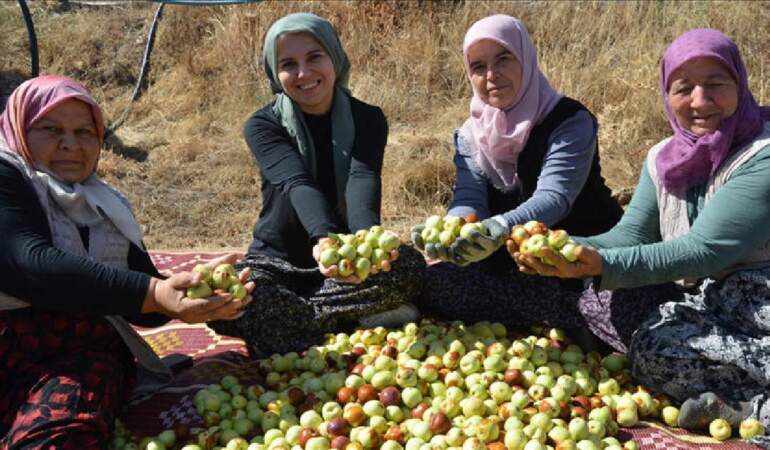 6 bin fidanla başlanıldı, 15 yılda 60 bine çıktı! Manisa’da kadınların emek mesaisi: Hasat onların elinden geçiyor