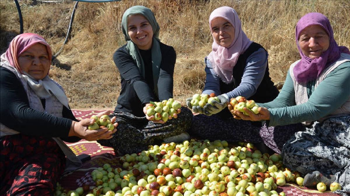 6 bin fidanla başlanıldı, 15 yılda 60 bine çıktı! Manisa’da kadınların emek mesaisi: Hasat onların elinden geçiyor