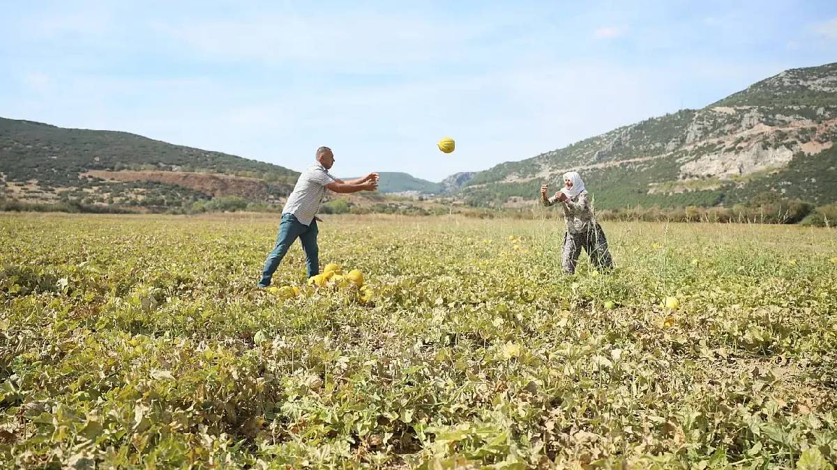 Sadece bu yaylada yetişiyor! Türkiye’nin endemik ürünü hasat ediliyor: 400 dekarda, altın değerinde