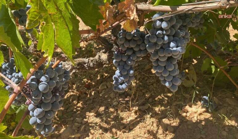Rekolte düştü fiyatlar uçuşa geçti! Don vurunca Arapgir’in meşhur Köhne üzümde kayıp yaşandı
