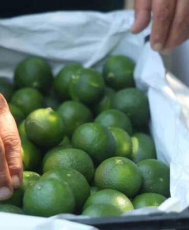 Kuraklık rekolteyi etkiledi, fiyatlar çiftçiyi memnun etmedi! Tarlada kilosu 30-40 liraya satılıyor