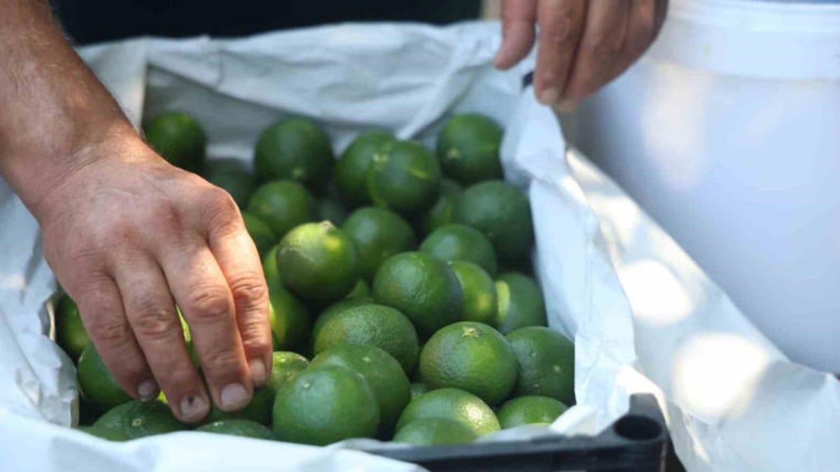 Kuraklık rekolteyi etkiledi, fiyatlar çiftçiyi memnun etmedi! Tarlada kilosu 30-40 liraya satılıyor