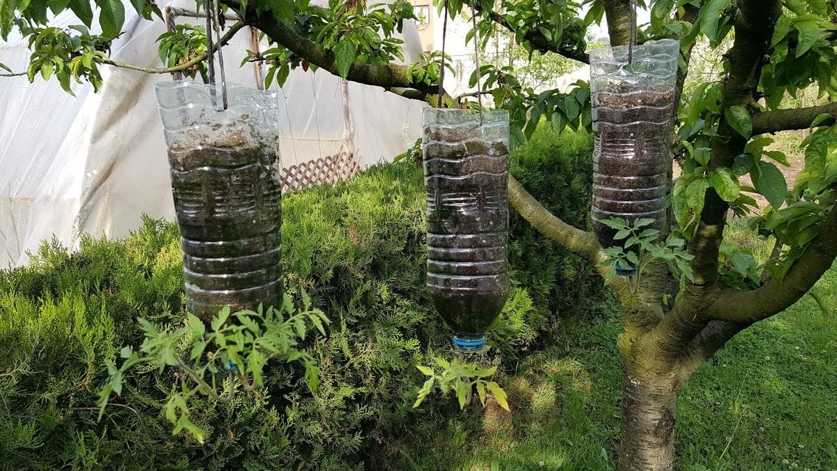 Pet şişede yetişiyor, ürünler fışkırdıkça fışkırıyor! 2 kat daha fazla verim sağlıyor