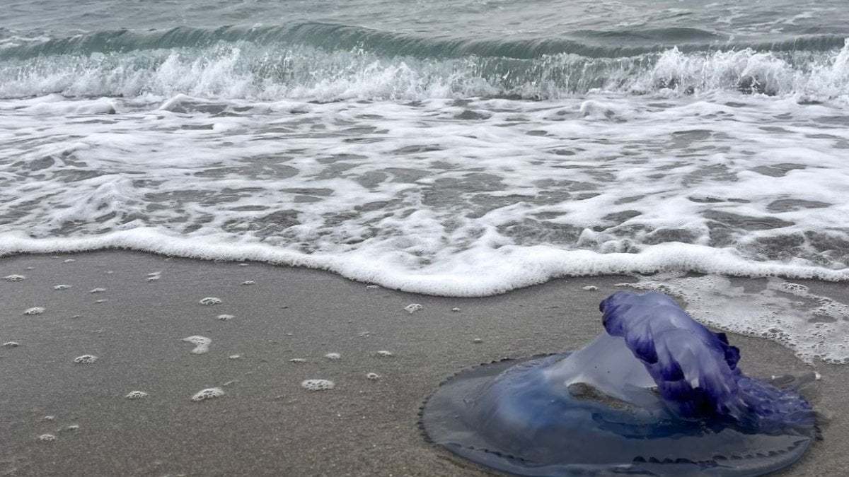 Marmara’da endişelendiren görüntü! Binlerce denizanası bir gecede ölüp kıyıya vurdu!