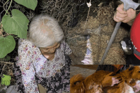 Alzheimer Hastası Kadını, Mama Verdiği Köpek Kurtardı!