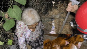 Alzheimer Hastası Kadını, Mama Verdiği Köpek Kurtardı!