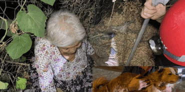 Alzheimer Hastası Kadını, Mama Verdiği Köpek Kurtardı!