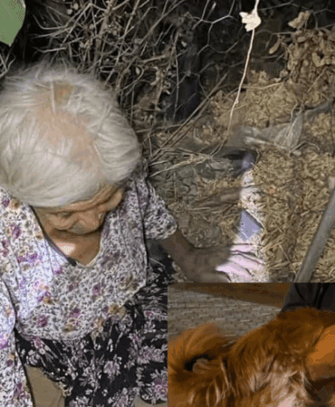 Alzheimer Hastası Kadını, Mama Verdiği Köpek Kurtardı!