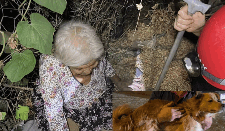 Alzheimer Hastası Kadını, Mama Verdiği Köpek Kurtardı!