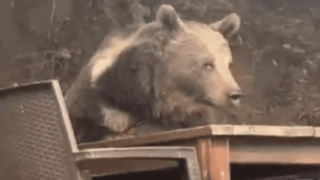 Ayı Masaya Oturdu, Servis Bekledi! ‘Menüde Bal Var mı Acaba?’