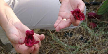 Bahçeyi Kurarken Alay Ettiler: O Türkiye’de Bir İlki Gerçekleşti! Şimdilerde 10 Ton Yurt Dışına Satıyor