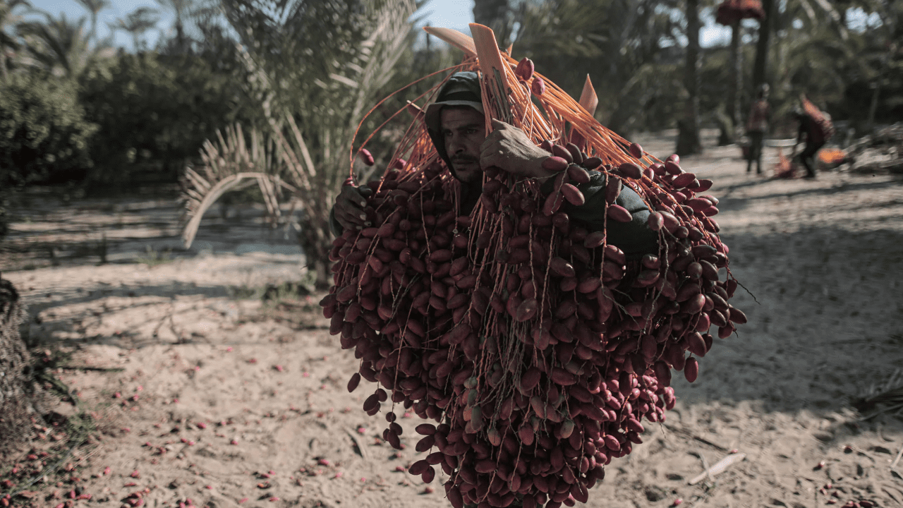 Gün Işımadan Hasat Ediliyor, Ağaçlardan Tek Tek Toplanıyor! Türkler Kapış Kapış Alıyor: Faydası Saymakla Bitmiyor