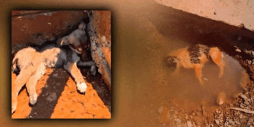 Hakkari’de Göz Göre Göre Katliam! “Şefkat Yuvası” Dediler, Mezar Çıktı! Barınak Dehşeti Aynı, Adresi Farklı