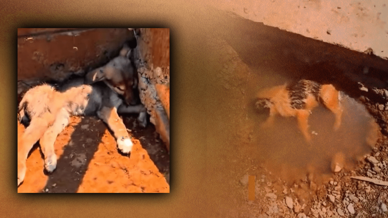 Hakkari’de Göz Göre Göre Katliam! “Şefkat Yuvası” Dediler, Mezar Çıktı! Barınak Dehşeti Aynı, Adresi Farklı