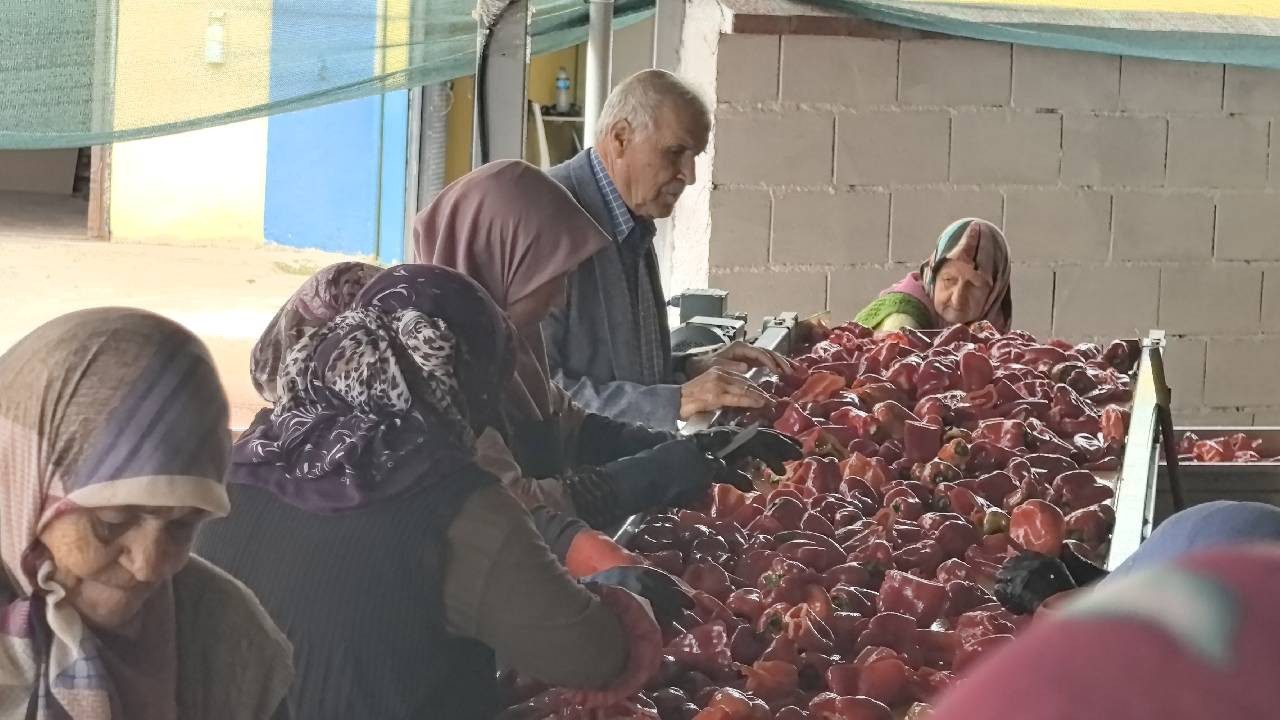 Kadınlar Üretiyor, Hollanda Kapış Kapış Alıyor! Bir Defa Yapılıyor, Bütün Kış Yetiyor