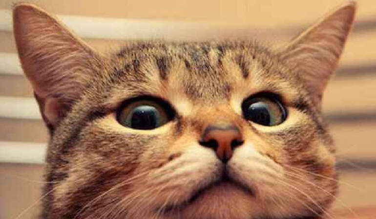 Kedi Sahipleri Dikkat! Evdeki Bu Bitkiler Kedilerde Böbrek ve Kalp Hasarına Yol Açıyor