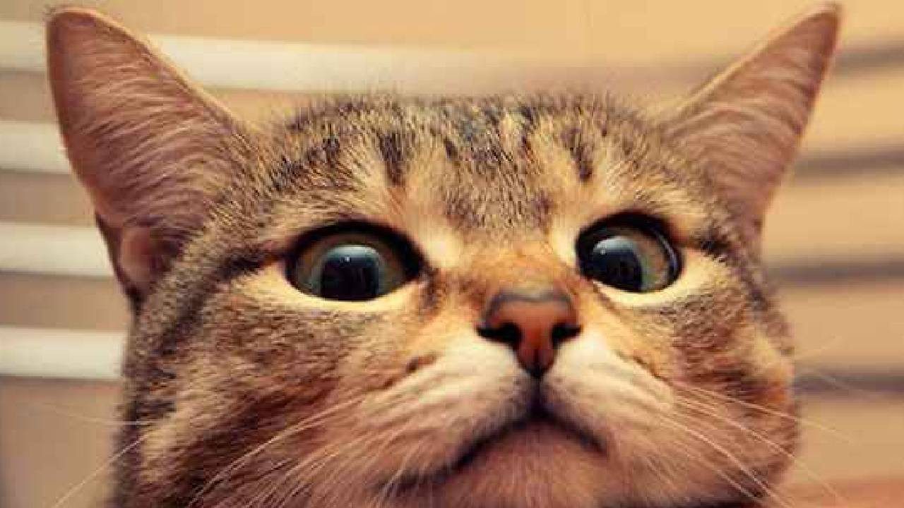 Kedi Sahipleri Dikkat! Evdeki Bu Bitkiler Kedilerde Böbrek ve Kalp Hasarına Yol Açıyor