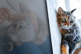 Kedi Tüyleri Akciğere Yerleşir mi? Yanlış Bilinen Gerçek Ortaya Çıktı