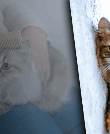 Kedi Tüyleri Akciğere Yerleşir mi? Yanlış Bilinen Gerçek Ortaya Çıktı