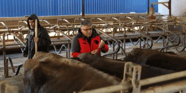 Muğla’da Şap Hastalığı İçin Yeni Adım! 1 Ayda 240 Bin Hayvan Aşılanacak