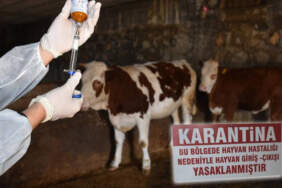O İlimizde Şap Alarmı! Hayvan Ticaretinin Merkezi Karantinaya Alındı