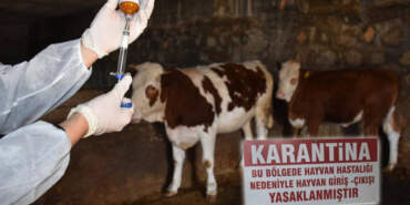 O İlimizde Şap Alarmı! Hayvan Ticaretinin Merkezi Karantinaya Alındı