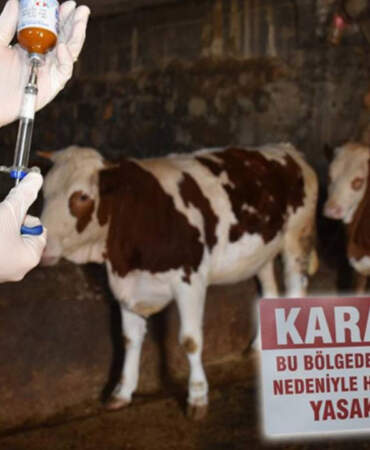 O İlimizde Şap Alarmı! Hayvan Ticaretinin Merkezi Karantinaya Alındı