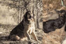 Tokat’ta Vahşet! Birbirine Bağlı 3 Yavru Köpek Ölü Bulundu