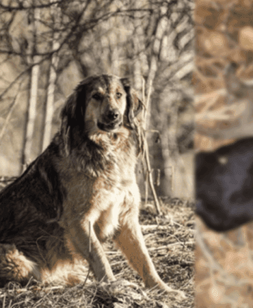 Tokat’ta Vahşet! Birbirine Bağlı 3 Yavru Köpek Ölü Bulundu