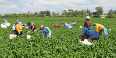 Yaz-Kış 6 Kez Hasat Ediliyor, Eken Köşeyi Dönüyor! Sadece O İlçede Verimi Rekor Kırıyor