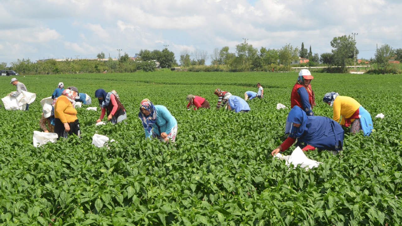 Yaz-Kış 6 Kez Hasat Ediliyor, Eken Köşeyi Dönüyor! Sadece O İlçede Verimi Rekor Kırıyor