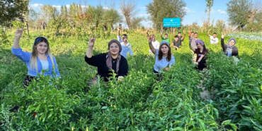 Yüzde Yüz Yerli Tohumla İlk Hasat