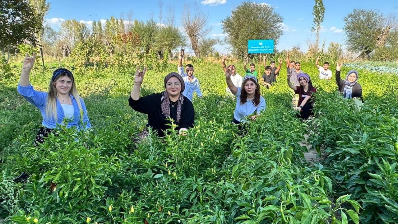 Yüzde Yüz Yerli Tohumla İlk Hasat