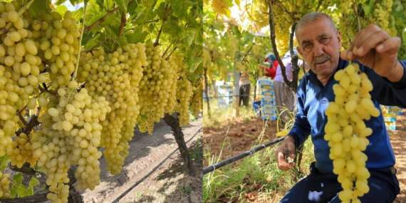 Maliyetler yüksek, fiyatlar ucuz! 25 liraya satılıyor, üreticinin yüzü gülmüyor