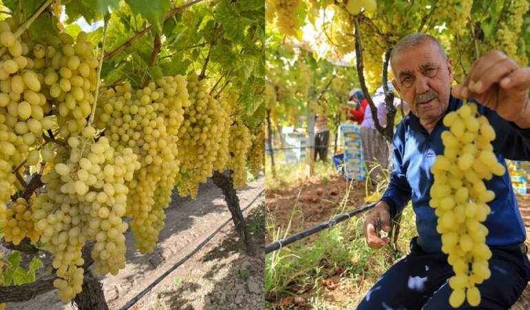 Maliyetler yüksek, fiyatlar ucuz! 25 liraya satılıyor, üreticinin yüzü gülmüyor