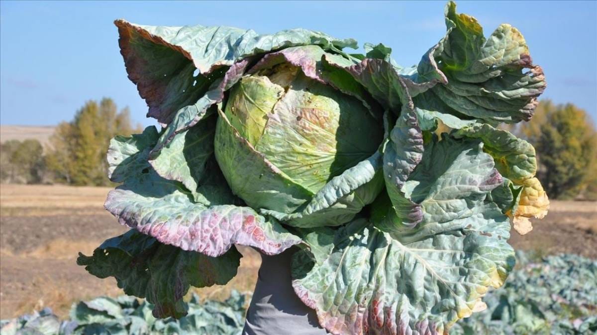 Hem turşusu hem yemeği yapılıyor, kışın sofraları süslüyor! Tanesi 150 liradan satılıyor