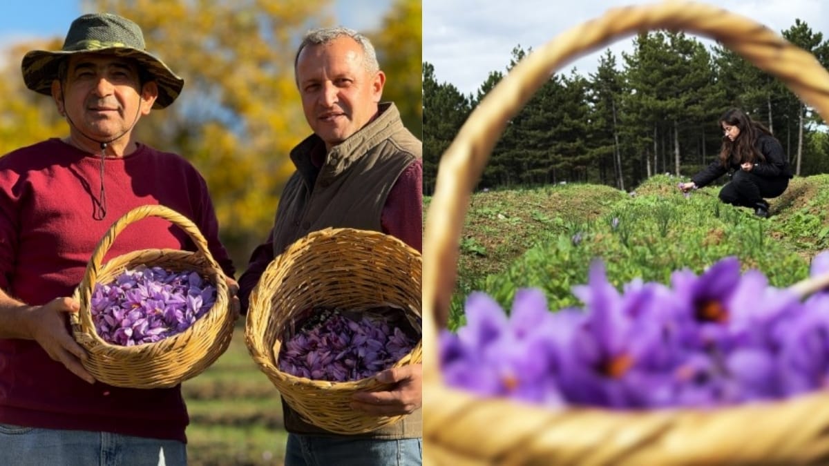 UNESCO Dünya Miras Listesinde yer alıyor! Türkiye’nin en önemli baharatlarından biri: Değeri 600 bin lira