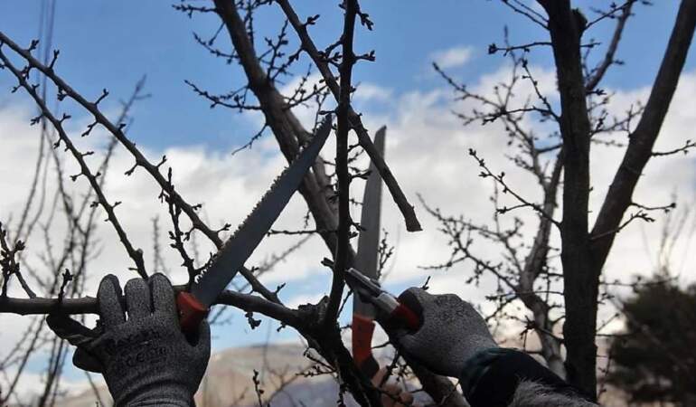 Kasım ayında hangi ağaçlar budanır? Sonbahardan kışa geçişte bu bitkiler coşacak!