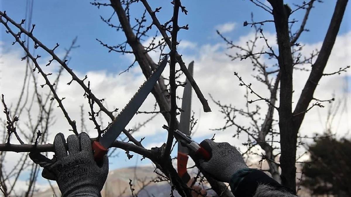 Kasım ayında hangi ağaçlar budanır? Sonbahardan kışa geçişte bu bitkiler coşacak!
