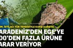 Tarım, istilacı tür tehdidiyle karşı karşıya: Karadeniz’den Ege’ye 300’den fazla ürüne zarar veriyor