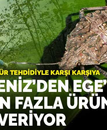 Tarım, istilacı tür tehdidiyle karşı karşıya: Karadeniz’den Ege’ye 300’den fazla ürüne zarar veriyor