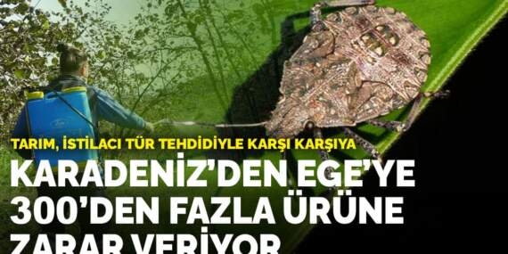 Tarım, istilacı tür tehdidiyle karşı karşıya: Karadeniz’den Ege’ye 300’den fazla ürüne zarar veriyor