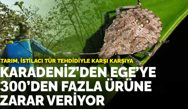 Tarım, istilacı tür tehdidiyle karşı karşıya: Karadeniz’den Ege’ye 300’den fazla ürüne zarar veriyor