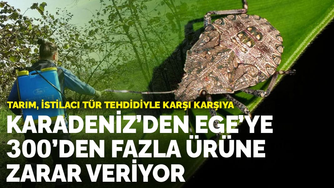 Tarım, istilacı tür tehdidiyle karşı karşıya: Karadeniz’den Ege’ye 300’den fazla ürüne zarar veriyor